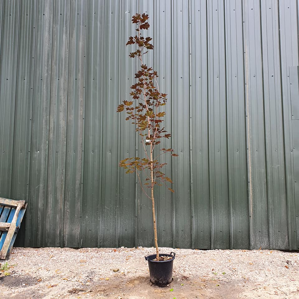 Acer platanoides Crimson King