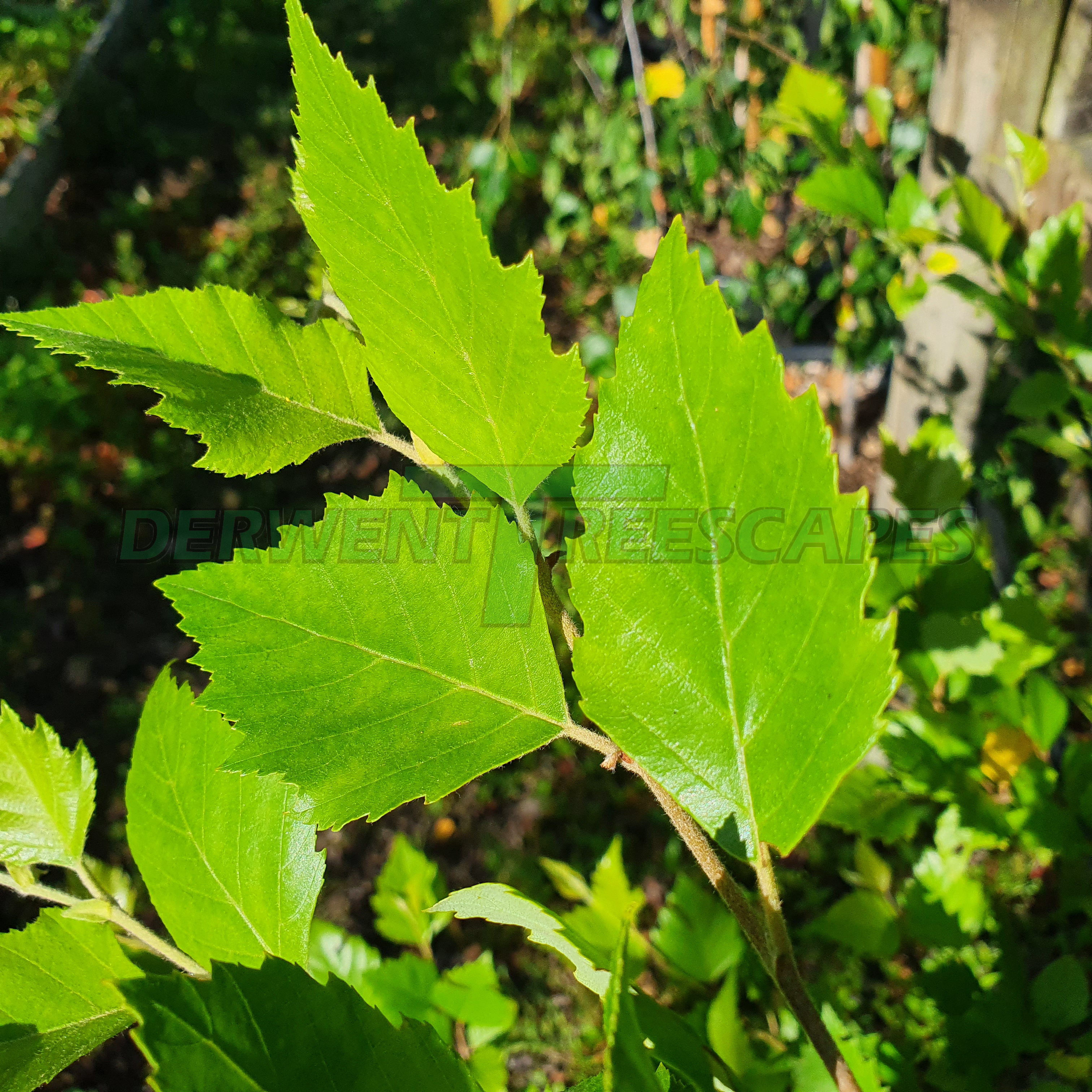 Betula utilis Jacquemontii - Himalayan Birch 8-10