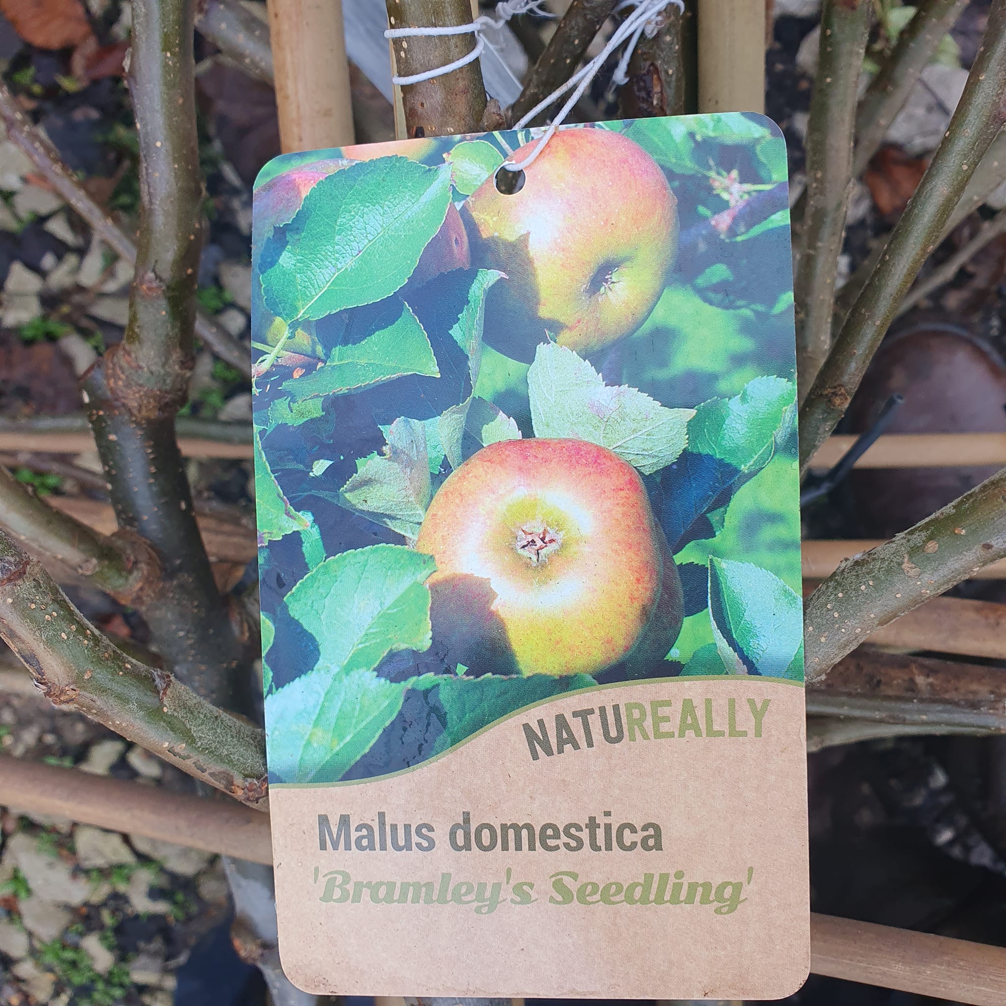 Espalier Apple Trees - Bareroot