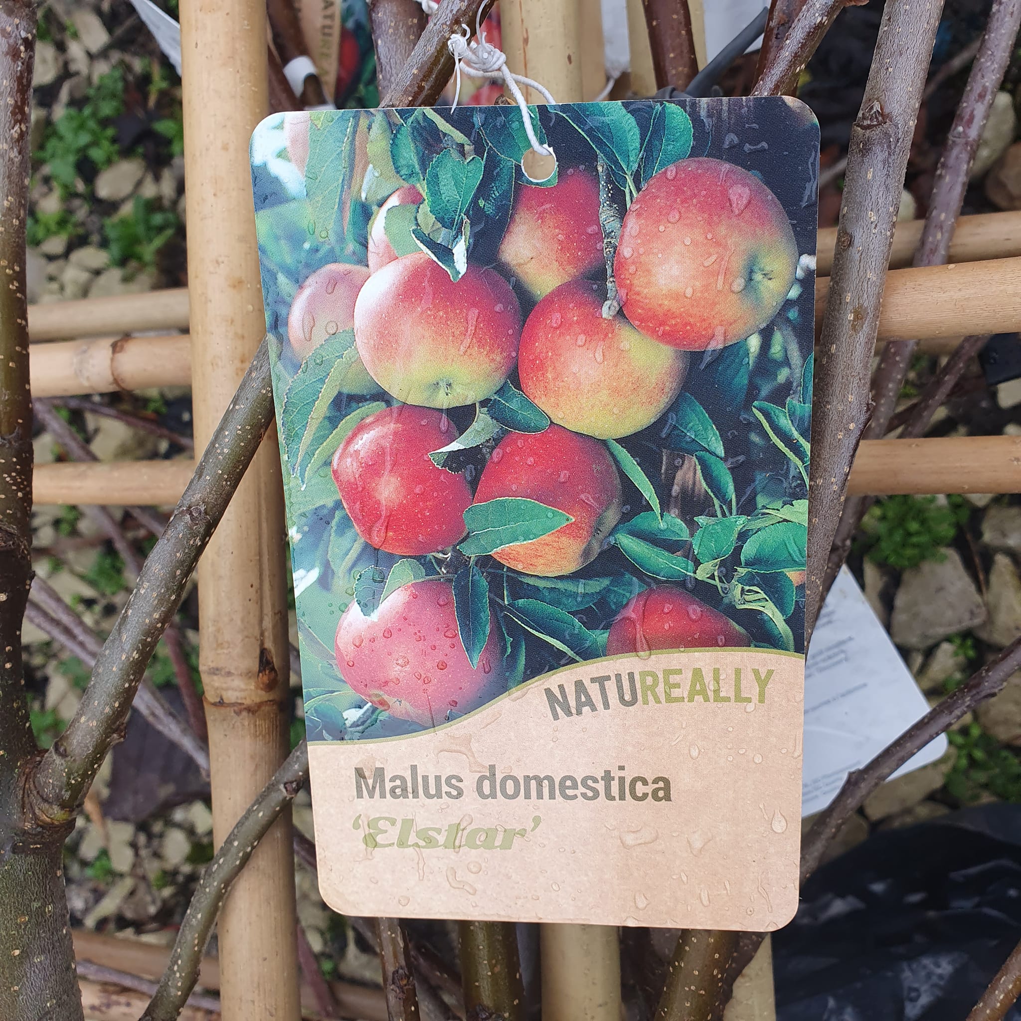 Espalier Apple Trees - Bareroot