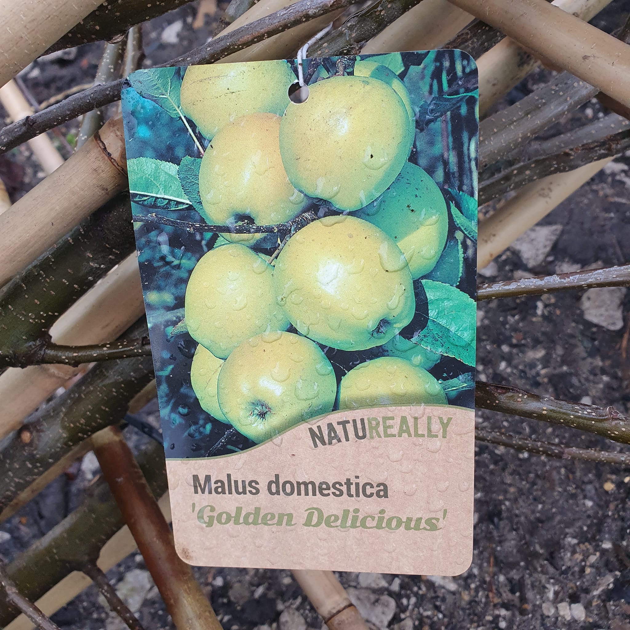 Espalier Apple Trees - Bareroot