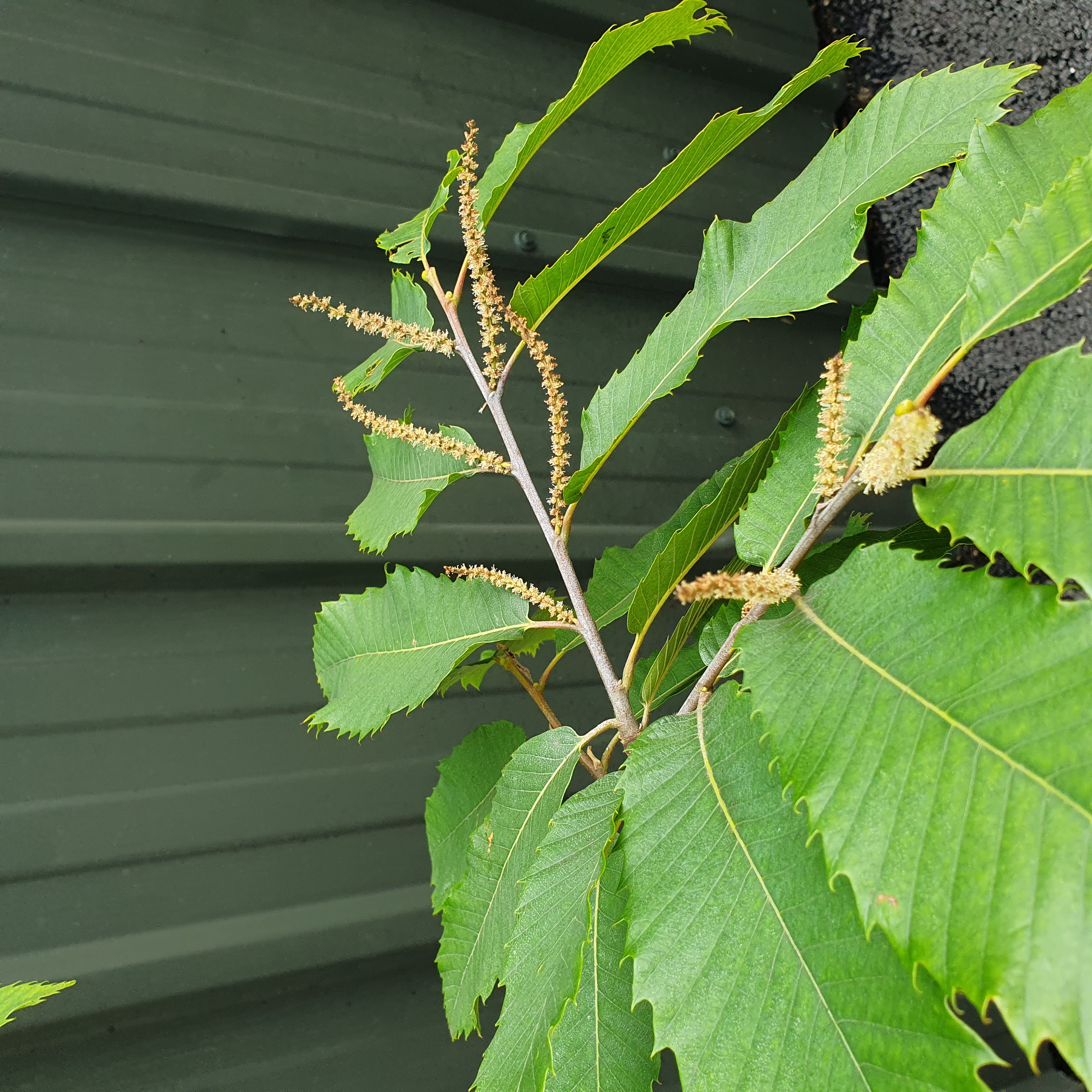 Castanea sativa - Sweet Chestnut