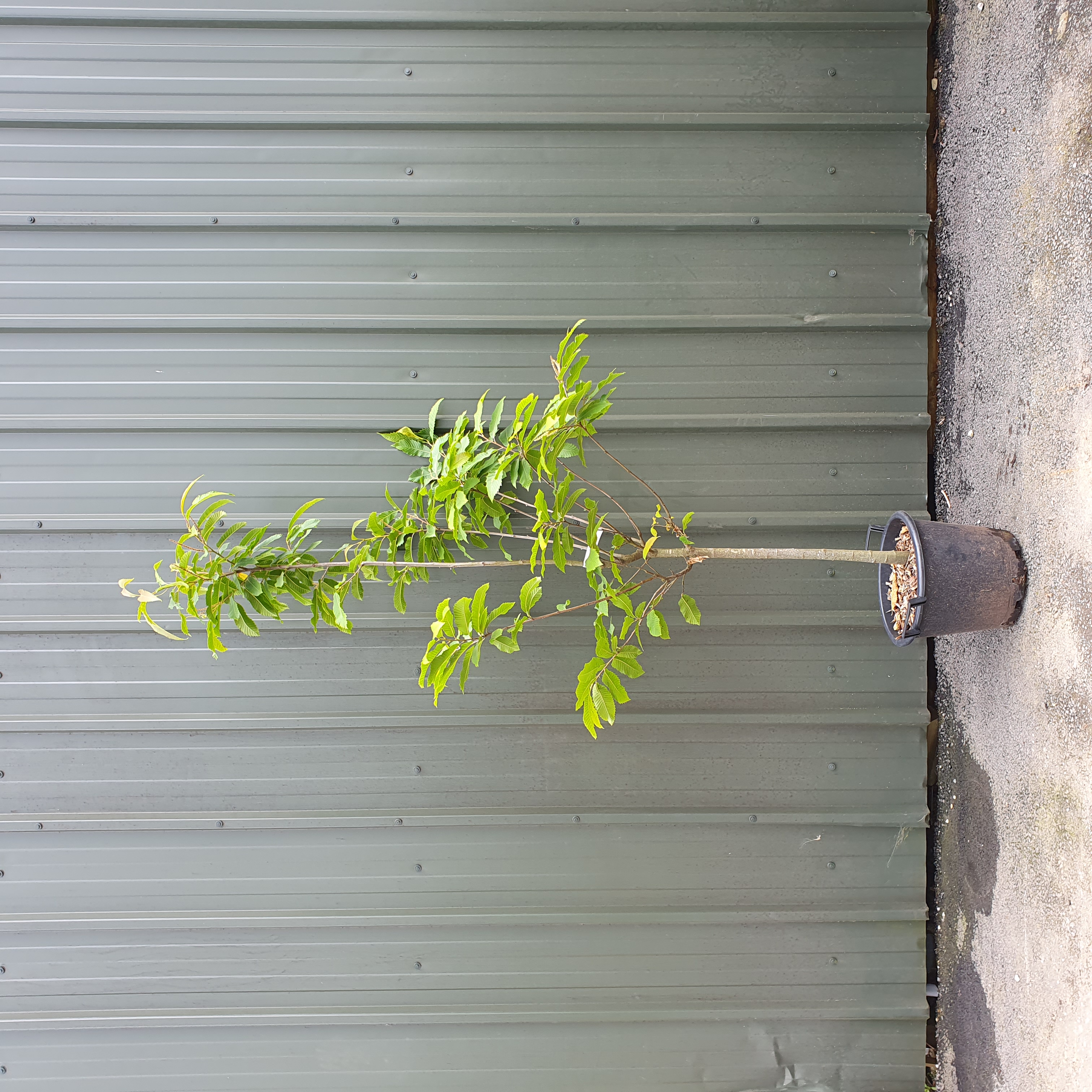 Castanea sativa - Sweet Chestnut