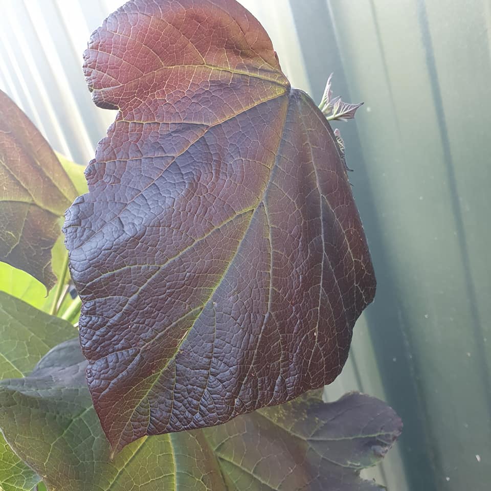 Catalpa x erubescens Purpurea - Purple Indian Bean Tree