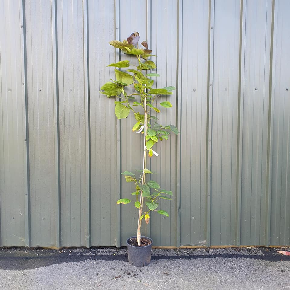 Catalpa x erubescens Purpurea - Purple Indian Bean Tree