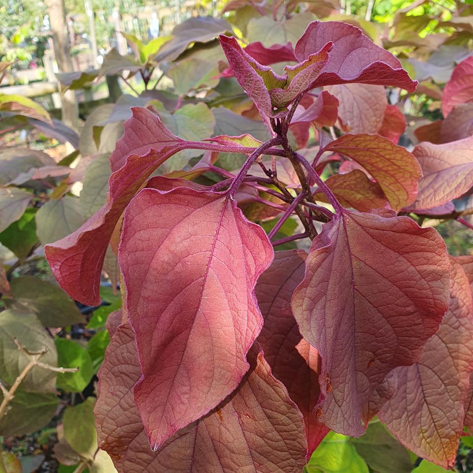 Clerodendrum trichotomum - Harlequin Glorybower