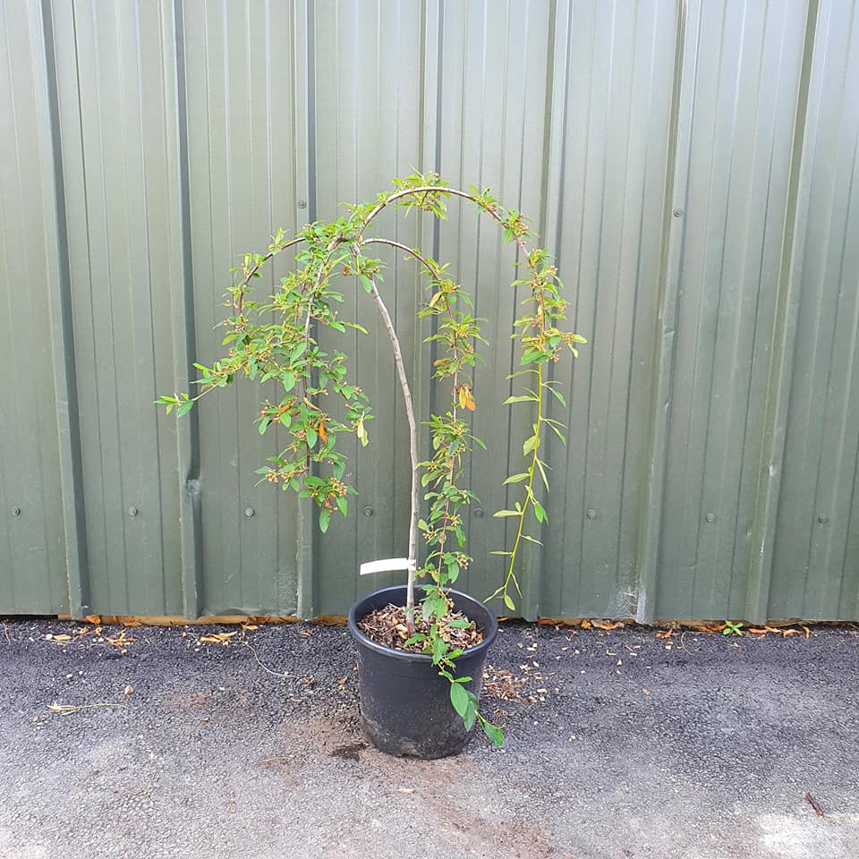 Cotoneaster hybridus pendulus - Weeping Cotoneaster