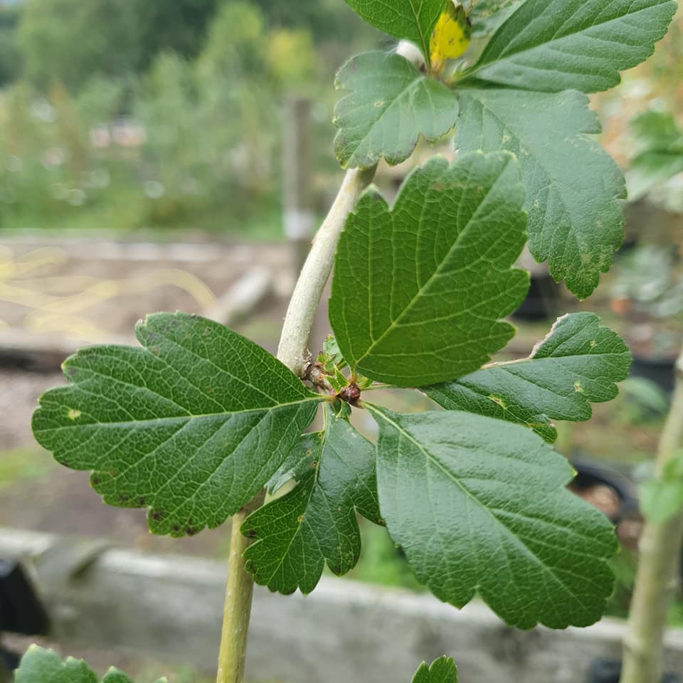 Crataegus lavallei - Cockspur Thorn