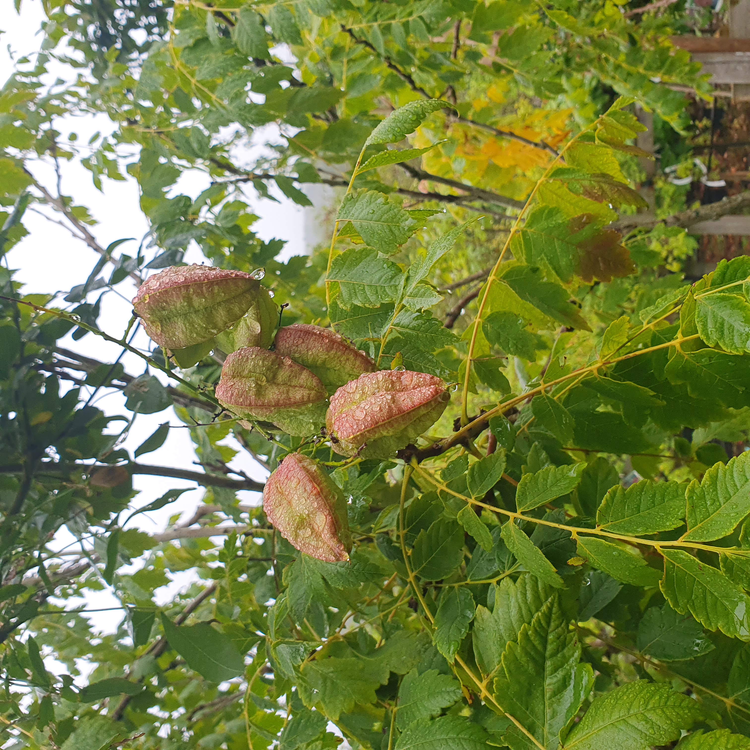 Koelreutaria paniculata - Golden Rain Tree - 50L