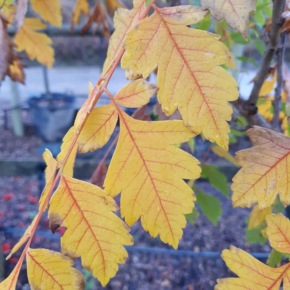 Koelreutaria paniculata - Golden Rain Tree - 50L