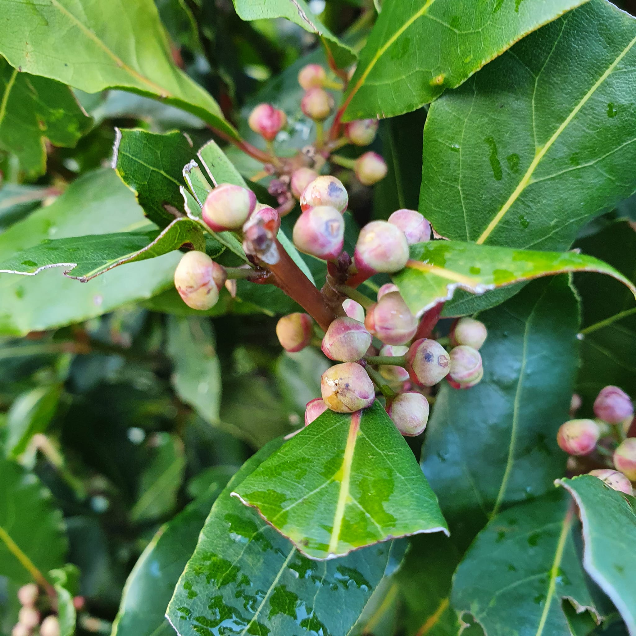 Laurus nobilis - Bay Laurel - Lollipop Standard