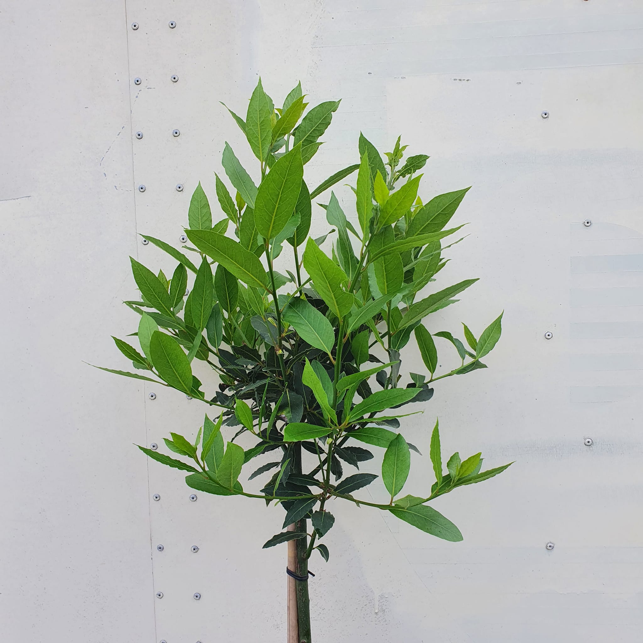 Laurus nobilis - Bay Laurel - Lollipop Standard