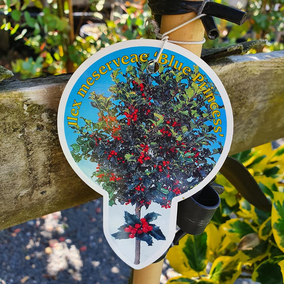 Ilex aquifolium - Lollipop Holly Mixed Varieties