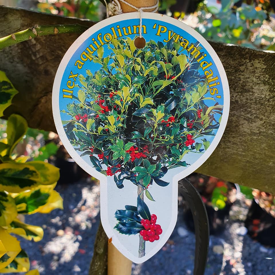 Ilex aquifolium - Lollipop Holly Mixed Varieties