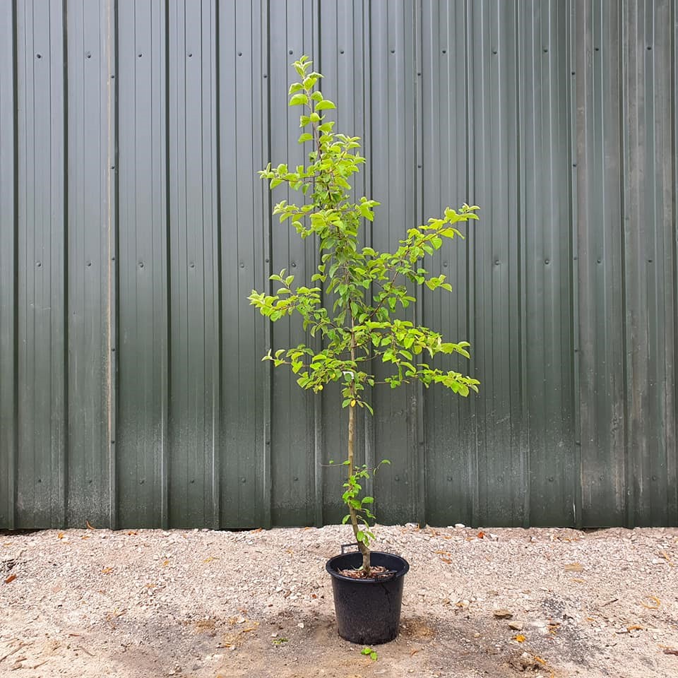 Malus Red Sentinel - Crab Apple 10L
