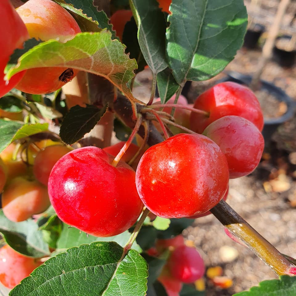 Malus Red Sentinel - Crab Apple 10L