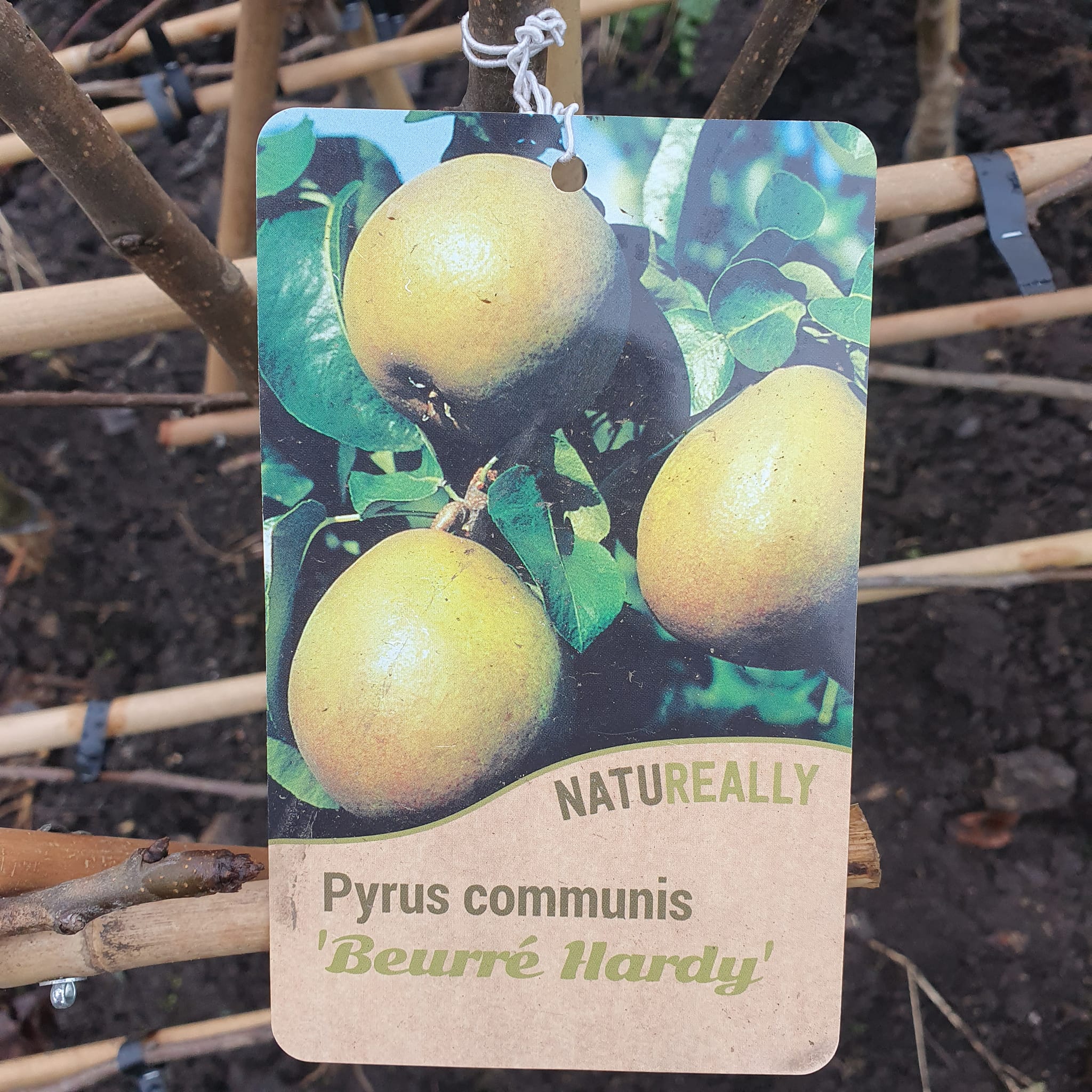 Espalier Pear Trees - Bareroot