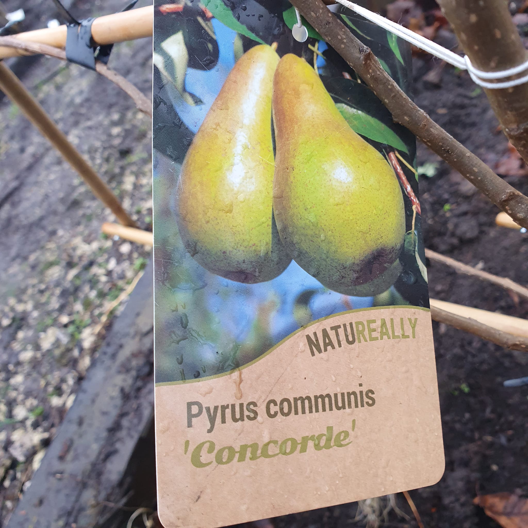 Espalier Pear Trees - Bareroot