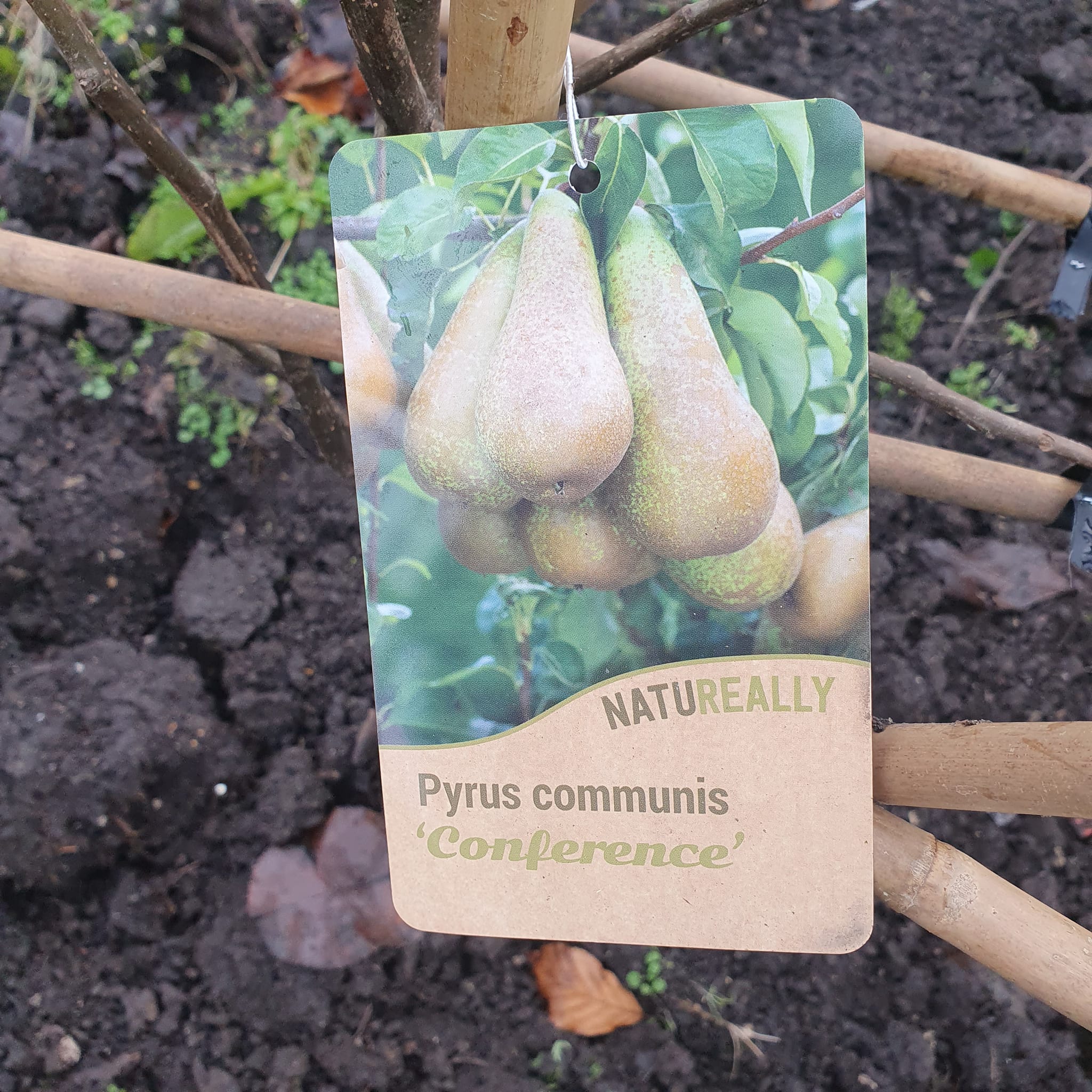 Espalier Pear Trees - Bareroot