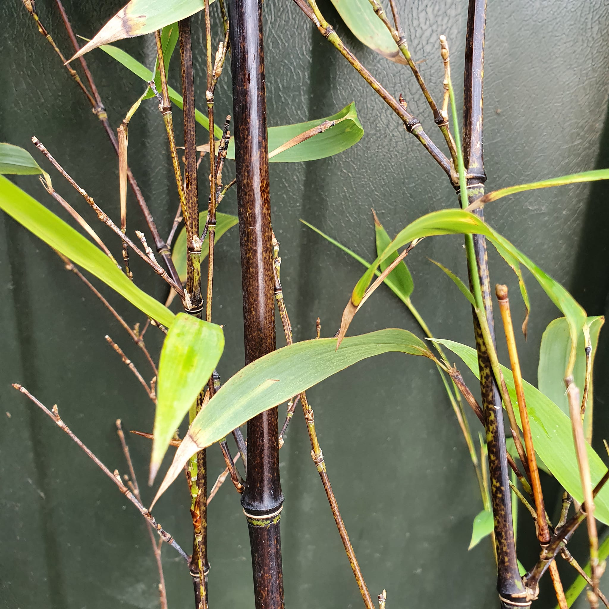 Phyllostachys nigra - Black Bamboo