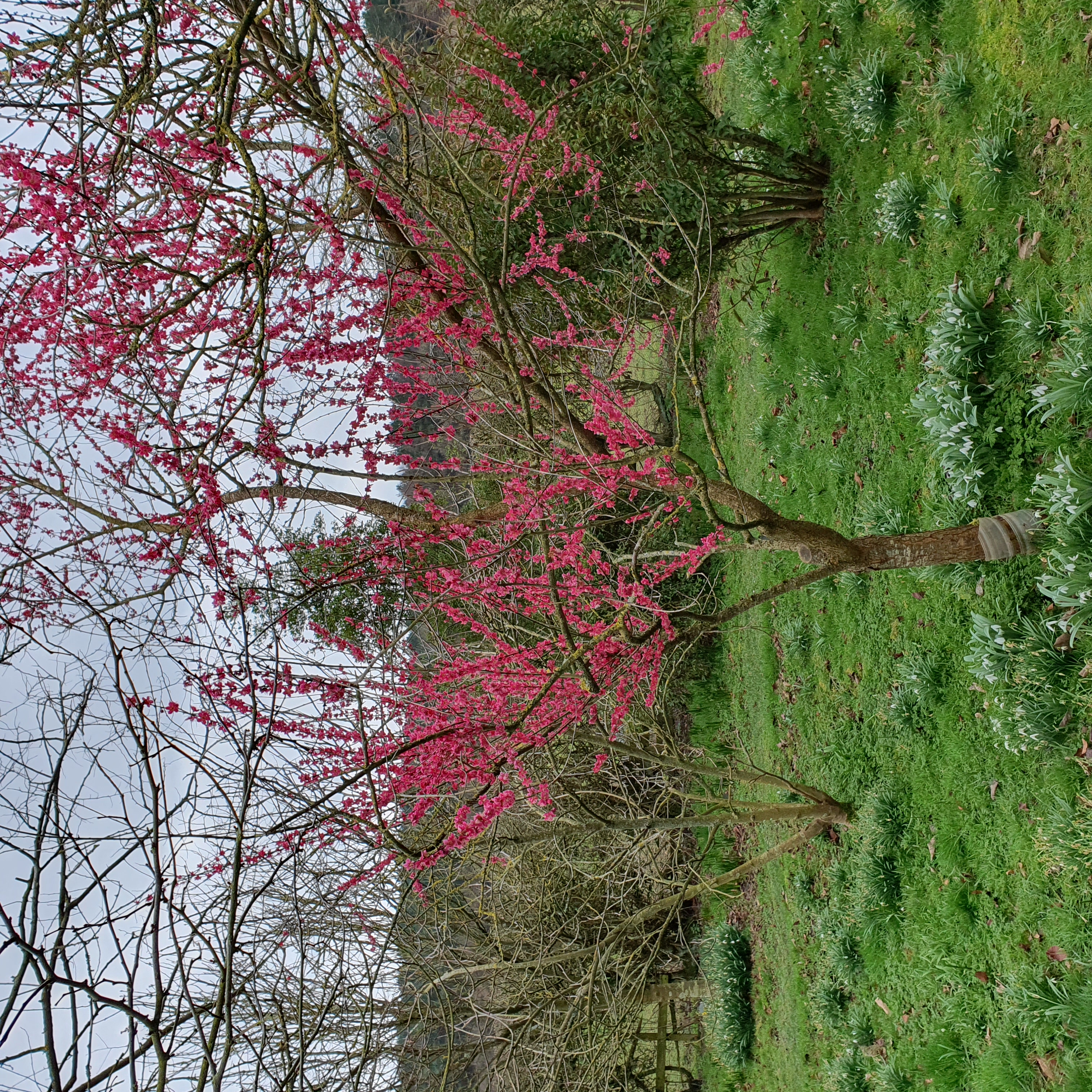 Prunus Beni-Chidori - Japanese Apricot