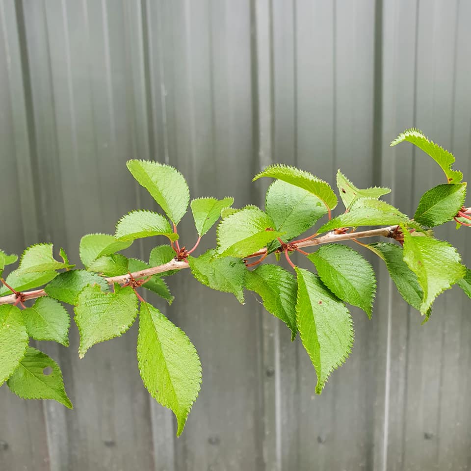 Prunus Pandora - Cherry Blossom 10L