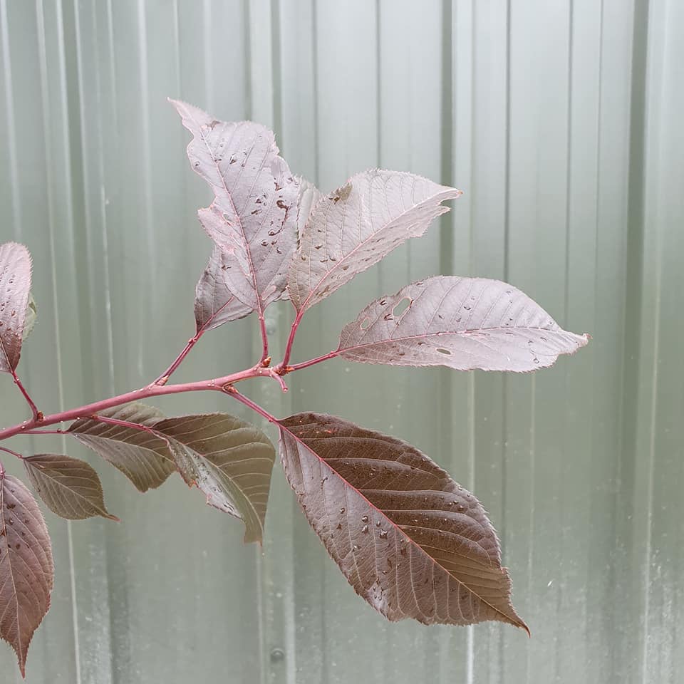 Prunus Royal Burgundy - Purple Leaf Cherry Blossom 10L