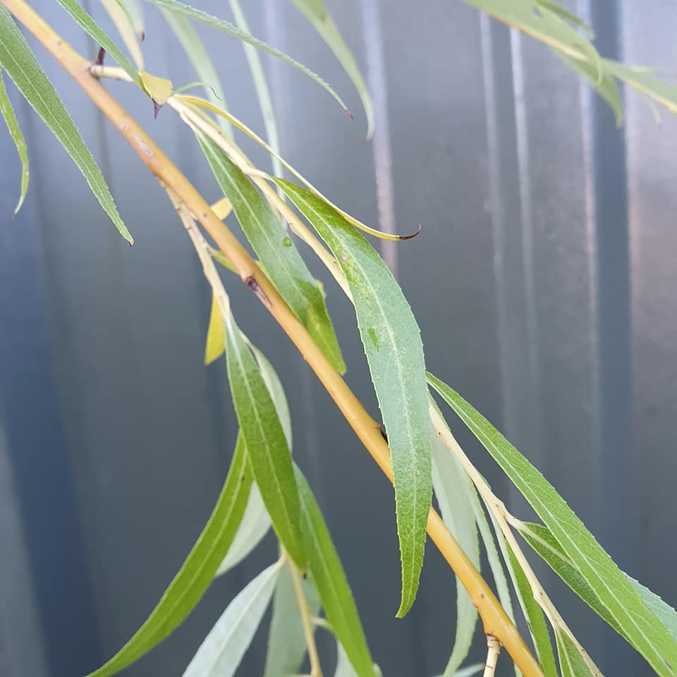 Salix chrysocoma - Golden Weeping Willow 12-14
