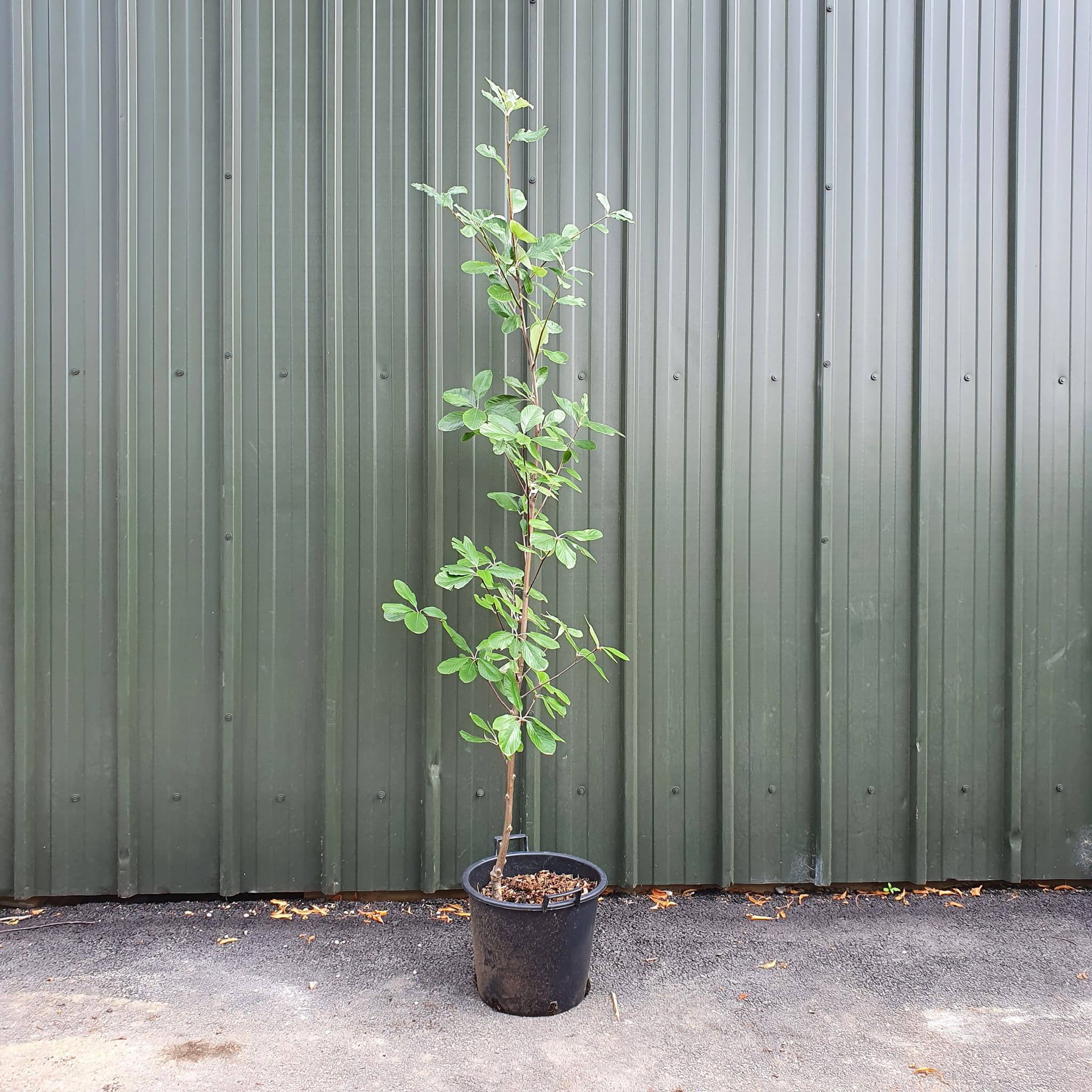 Sorbus aria Magnifica - Whitebeam