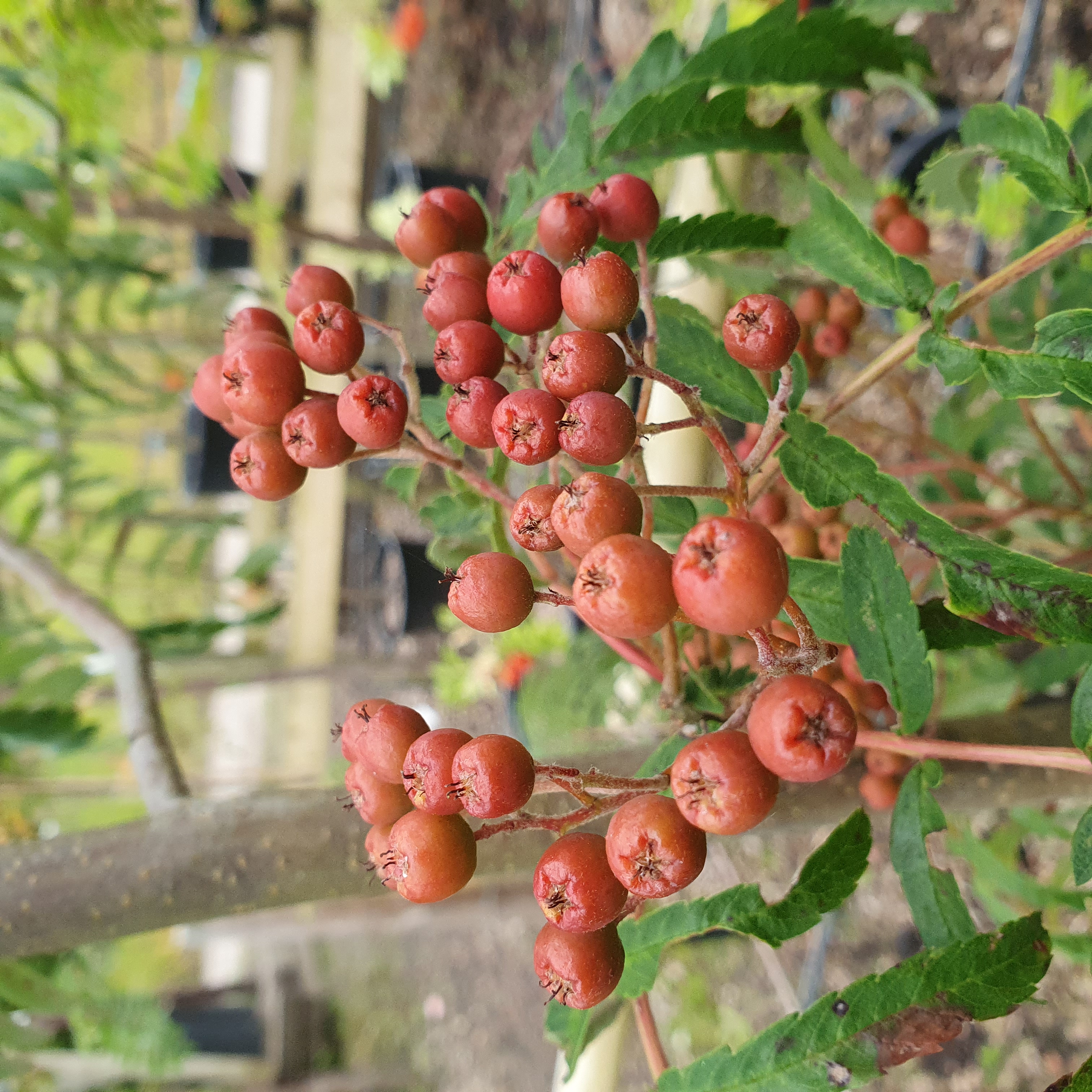 Sorbus Chinese Lace - Cut Leaved Rowan or Mountain Ash