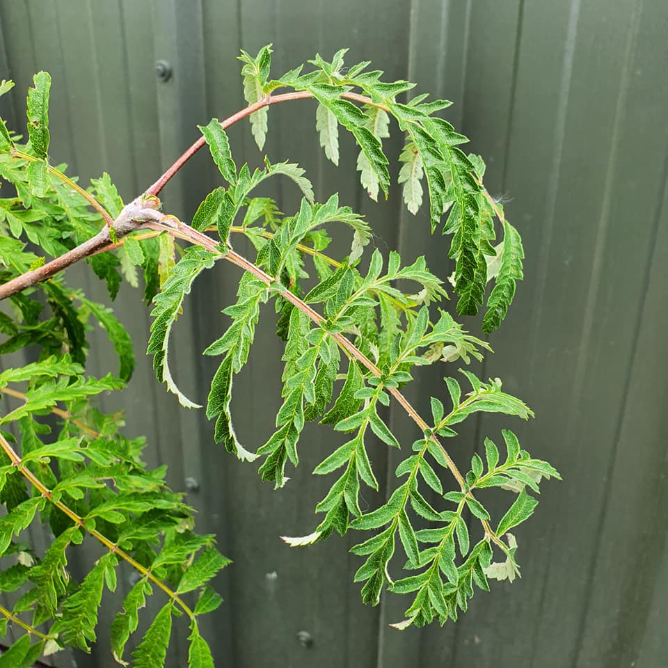 Sorbus Chinese Lace - Cut Leaved Rowan or Mountain Ash