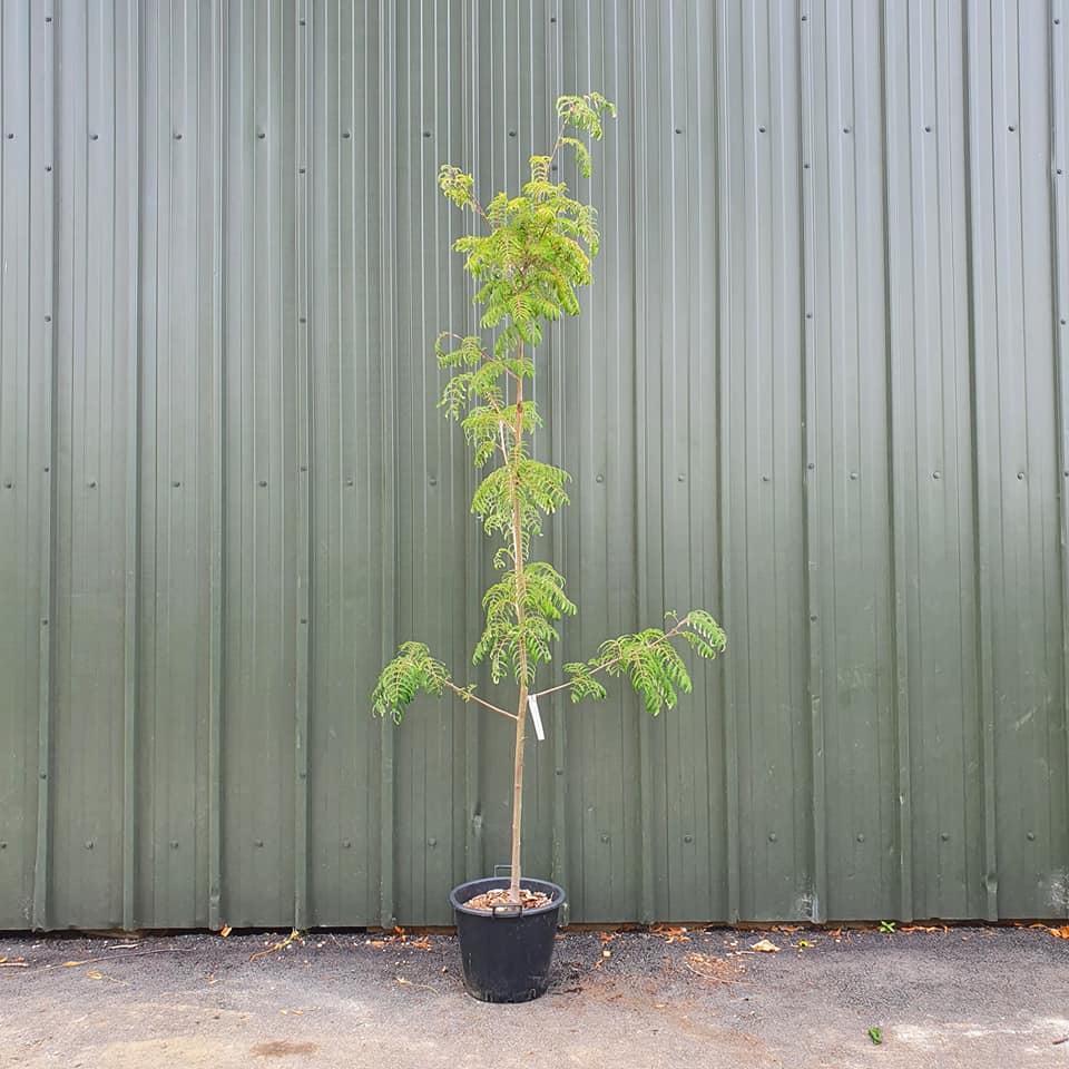 Sorbus Chinese Lace - Cut Leaved Rowan or Mountain Ash